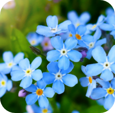 Forget-me-not